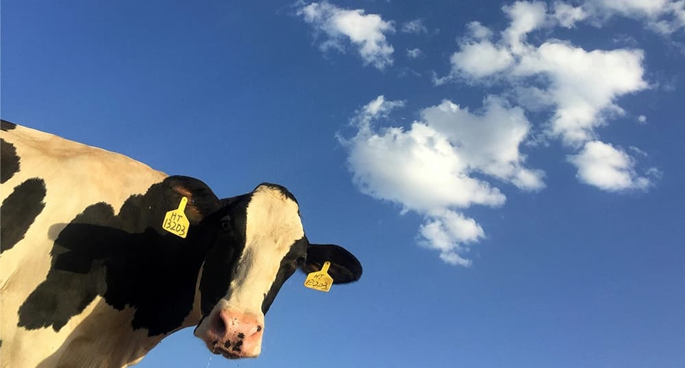 Cow in front of a blue sky with clouds.