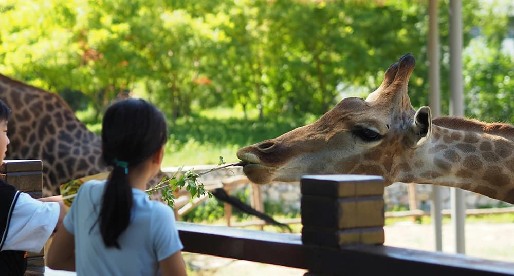 Girl feeding giraffe.