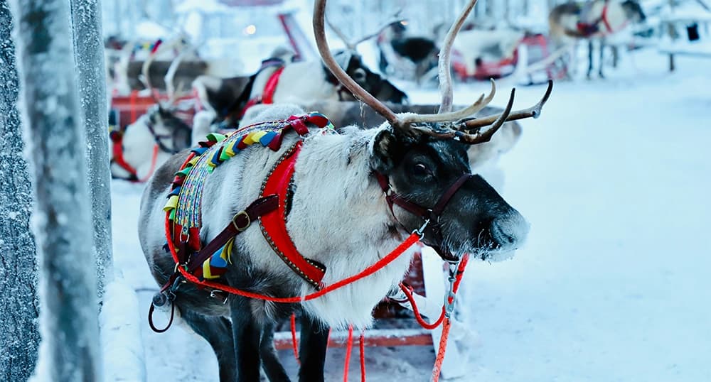 Reindeer sleigh ride in Lapland, Finland.