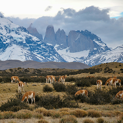 Guanacos in Torres del Paine National Park