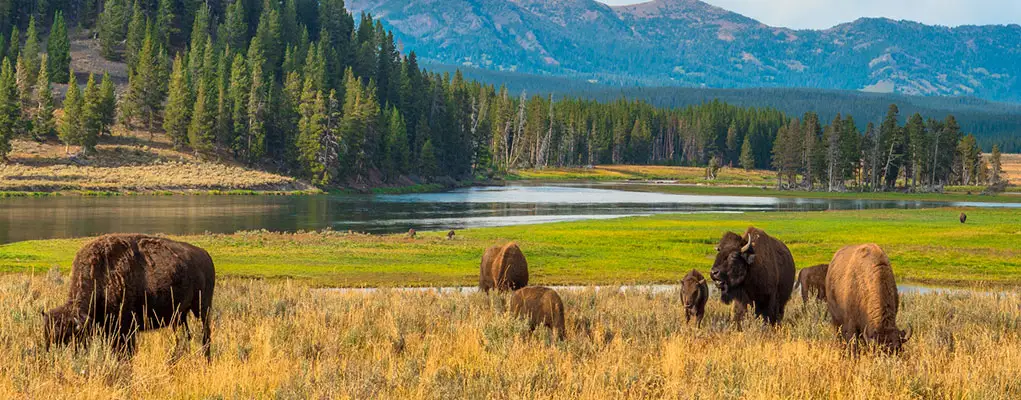 bison-national-park