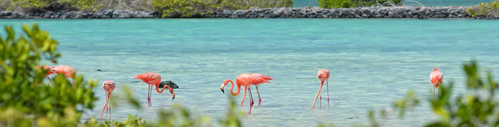 Flamingos fishing near Bonaire coastline.