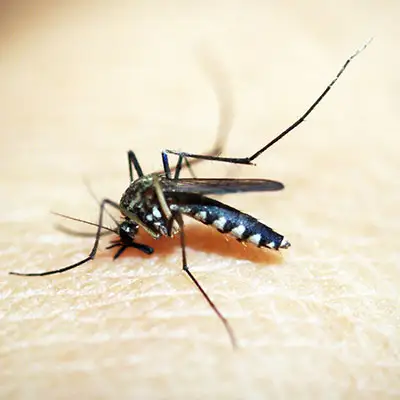 Don't get dengue fever from insects while traveling!