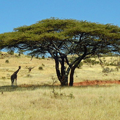 Giraffe enjoys the shade of an acacia tree