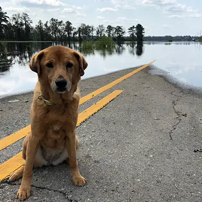 dog-abandoned-after-hurricane 
