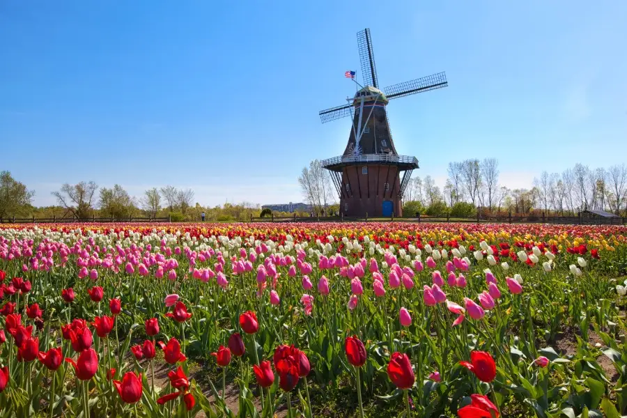 Holland, Michigan windmill and tulips.