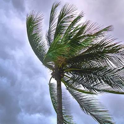 Palm tree blowing in a storm.