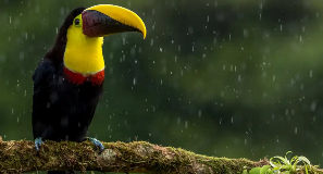 Toucan sits on a tree branch in the rain