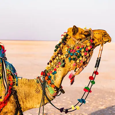 Camels in Rajasthan, India.
