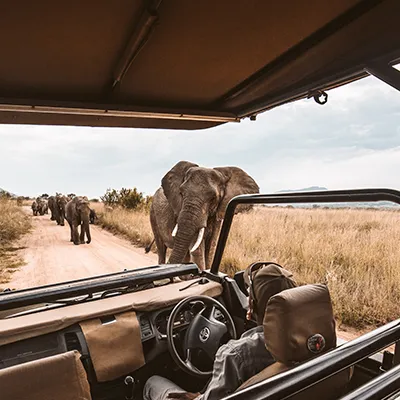 Safari group out seeing elephants.
