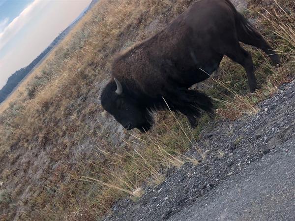 Bison-by-the-road