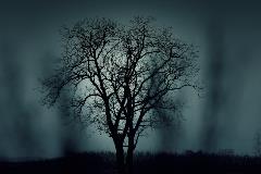 Spooky-looking-tree-with-foggy-night-background