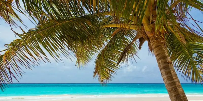 palm-tree-on-a-beach-with-blue-ocean