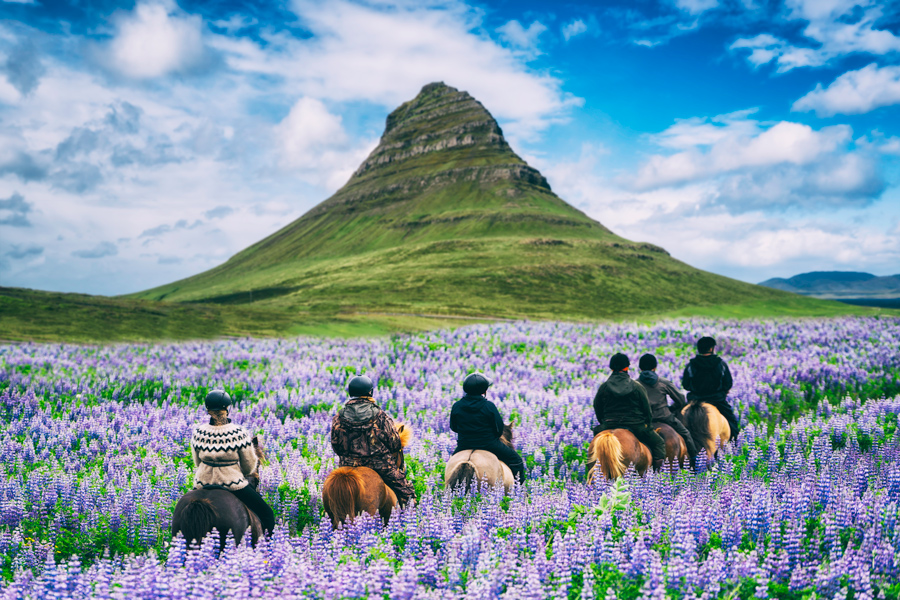 Six people ride on horse back through a field of purple flowers toward a mountain